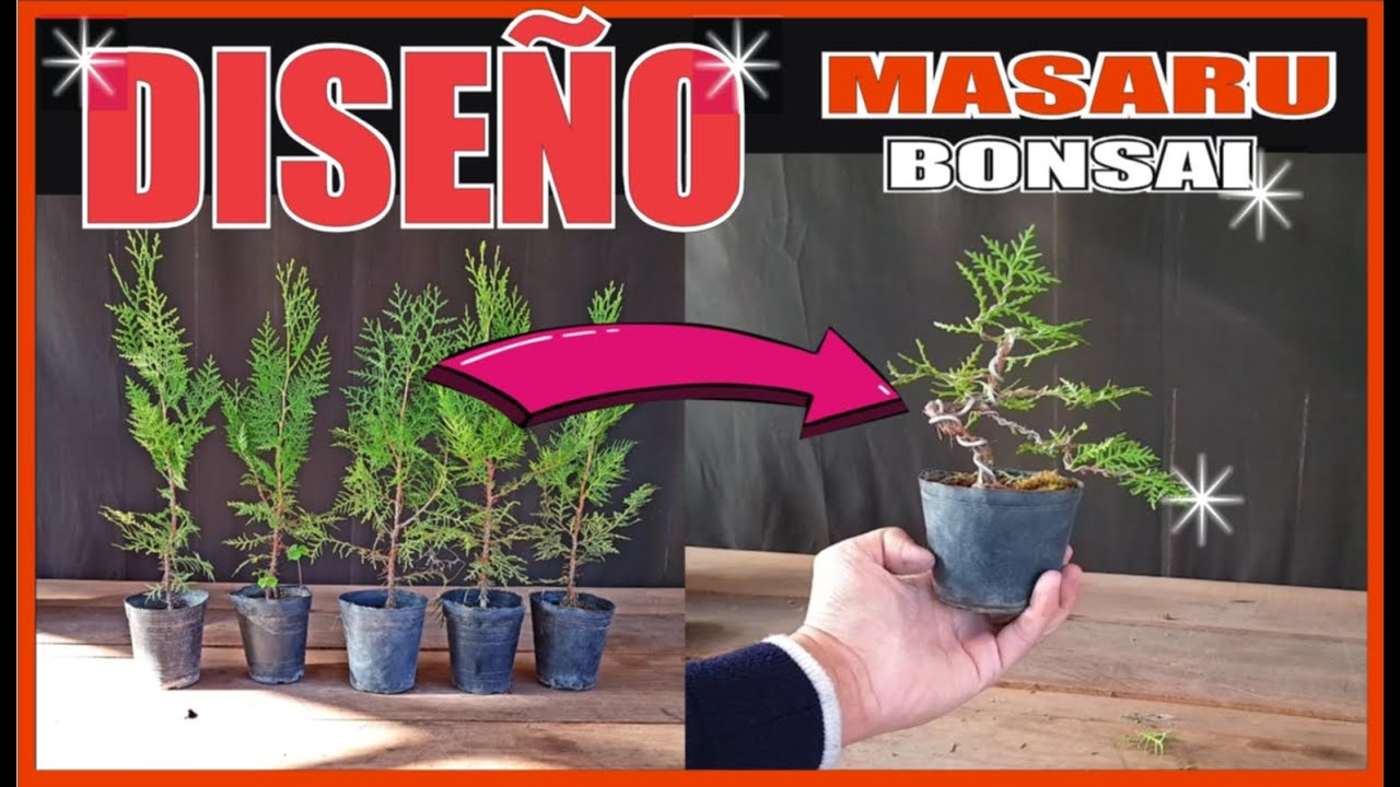 COMO DISEÑAR UN BONSAI