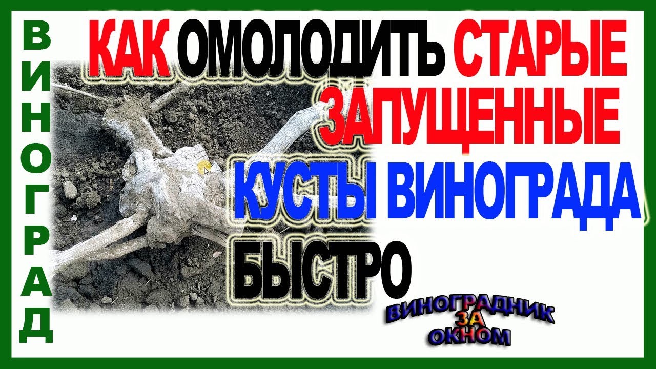 🍇 Омоложение винограда. Как срезать куст винограда на черную головку.
