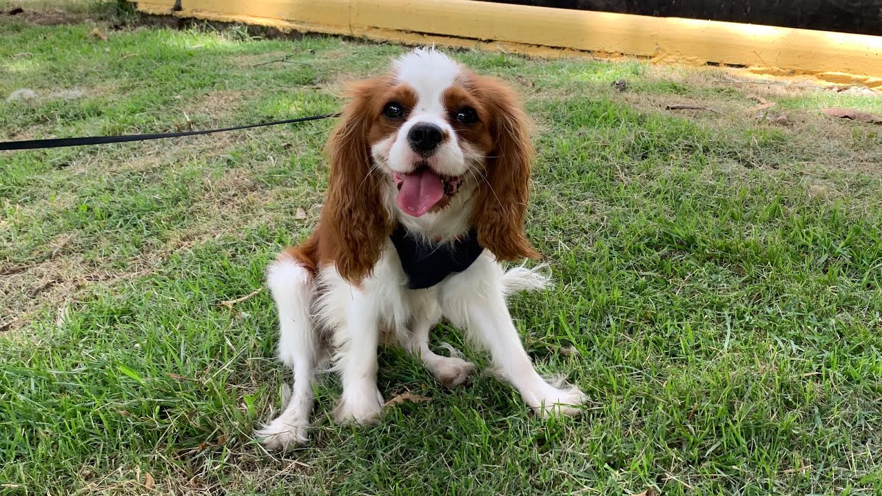 Avaliação Introdutória - Bartolomeu (Cavalier) 