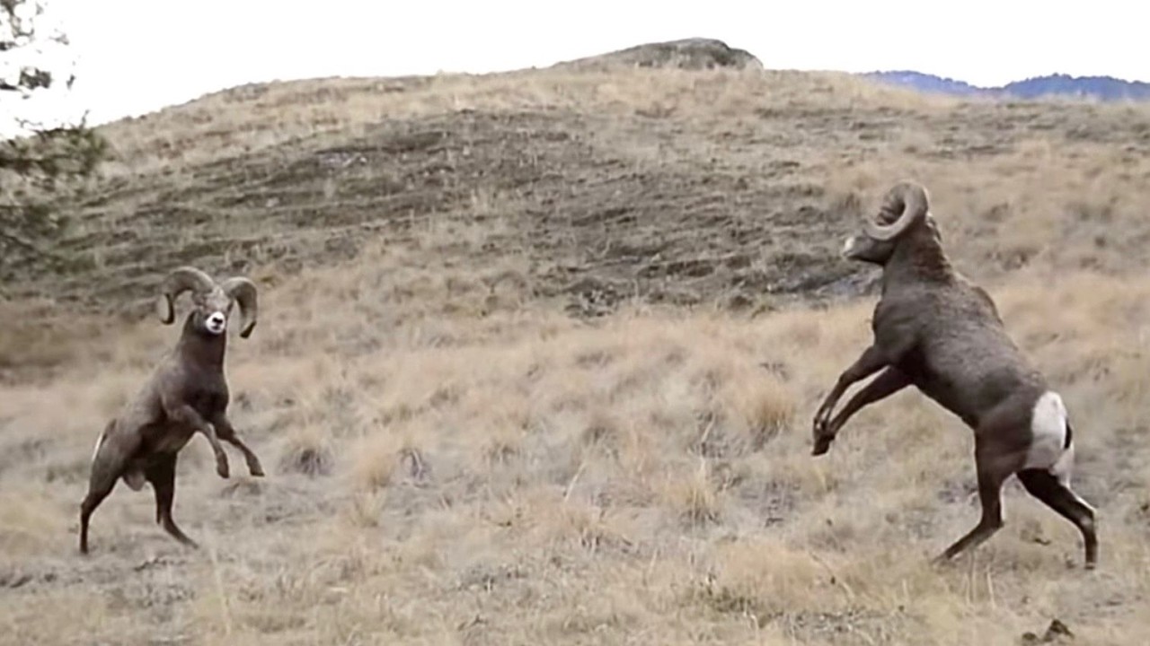 Rams and Sheeps Fighting | Bighorn Rams Head Butting