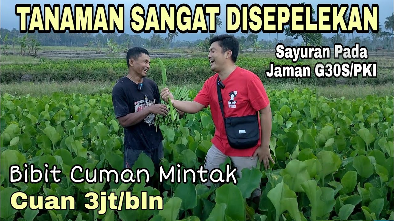 Tanaman Modal Kecil Untung Besar