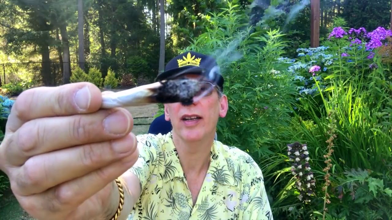 Sour Diesel Cannabis Marijuana Weed Strain Review