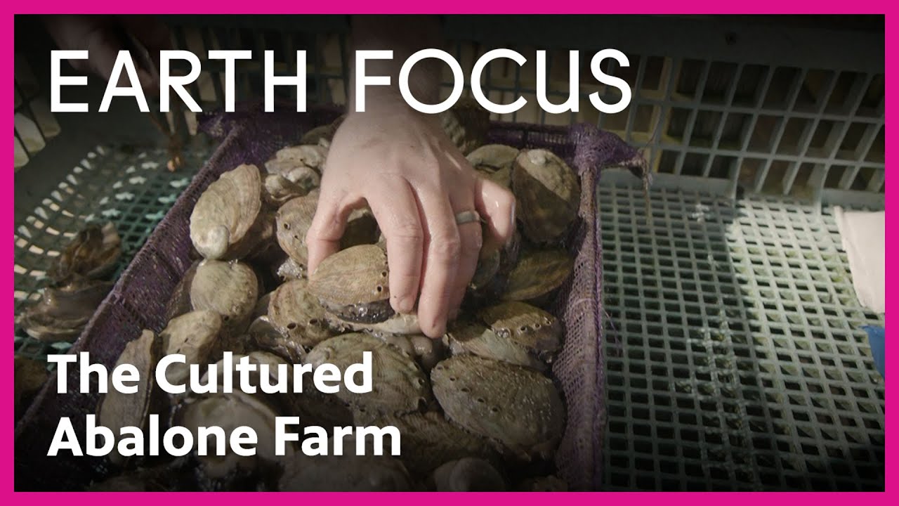 How The Cultured Abalone Farm Could Be Key to Conservation | Earth Focus