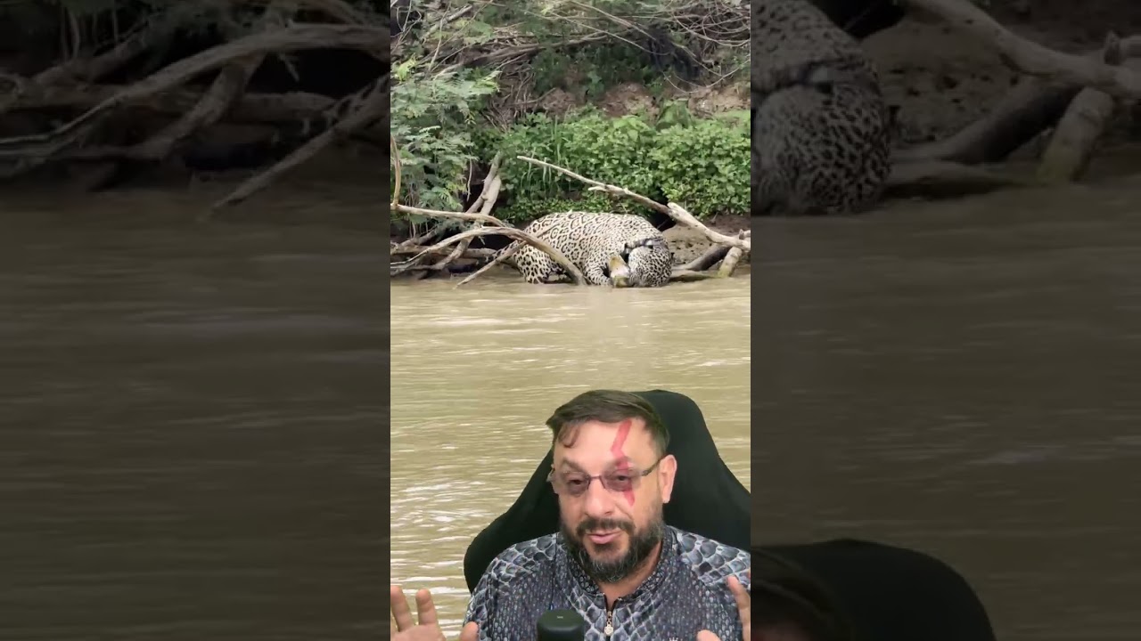 Registro antigo dos &aacute;ureos tempos da on&ccedil;a Ousado #biologohenrique #animais #bichoesperto #biologo