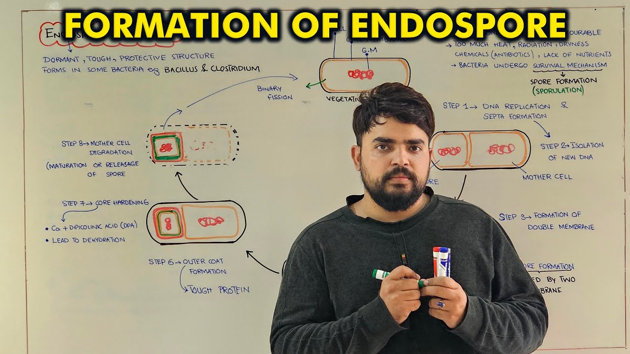 Formation of Endospore in Bacteria | All Stages Explained | Class 11 Biology | Punjab Board