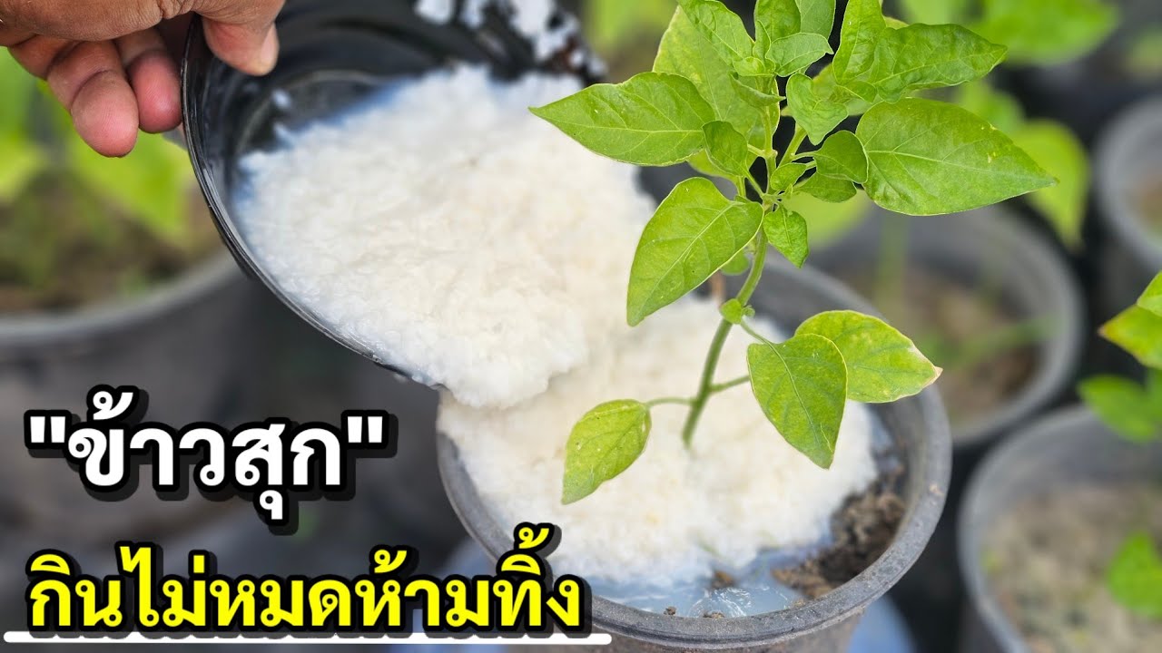 อย่าทิ้ง!!ต่อไปนี้กินข้าวไม่หมดห้ามทิ้งทำเป็นปุ๋ยบำรุงพืชและเป็นอย่างดี 