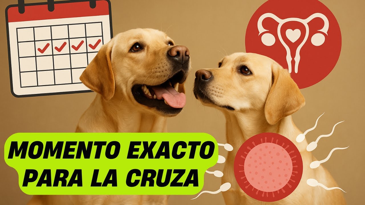 D&iacute;as f&eacute;rtiles en perras en celo
