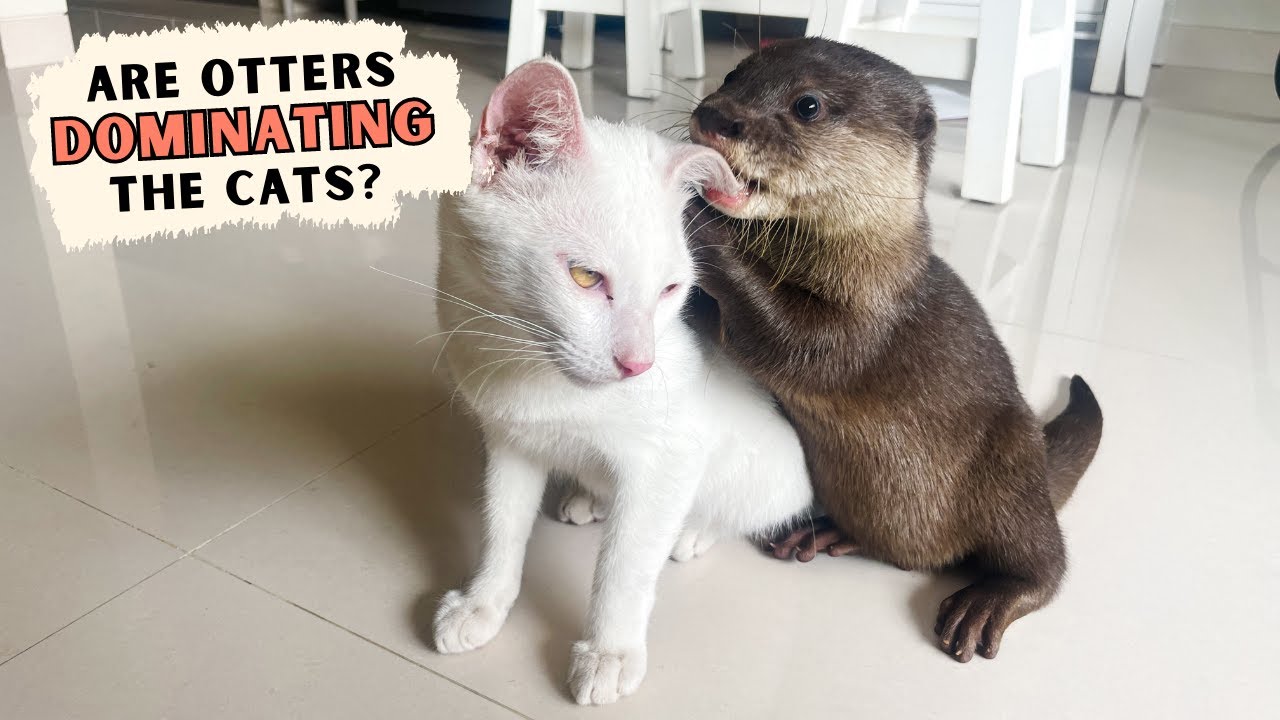 Cats & Otters... Friends or Foes? 🦦🐈‍⬛