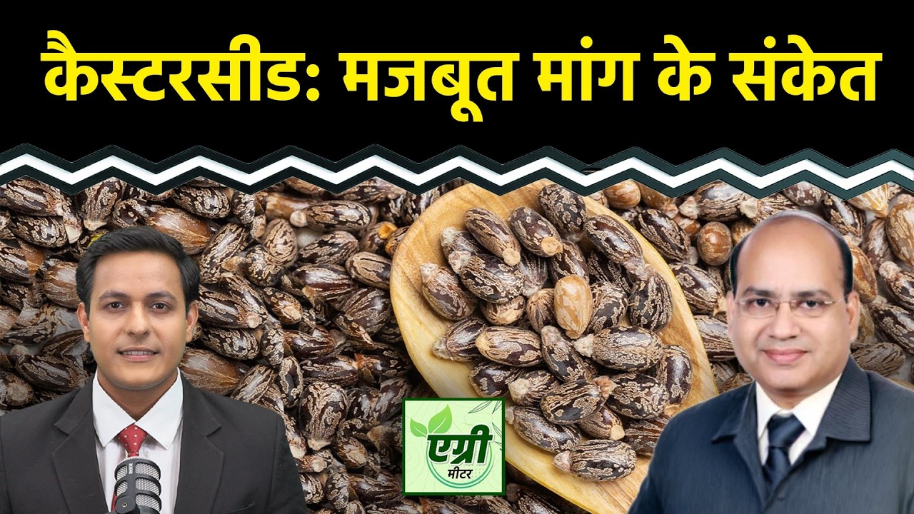 Agri Commodity : कैस्टर ऑयल और कैस्टरमील के एक्सपोर्ट का क्या है हाल? Commodity Market | NCDEX