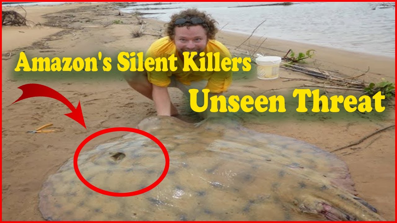 The Silent Killer of the Amazon Stingrays   Exploring the Treacherous Waters of the Amazon  Stingray