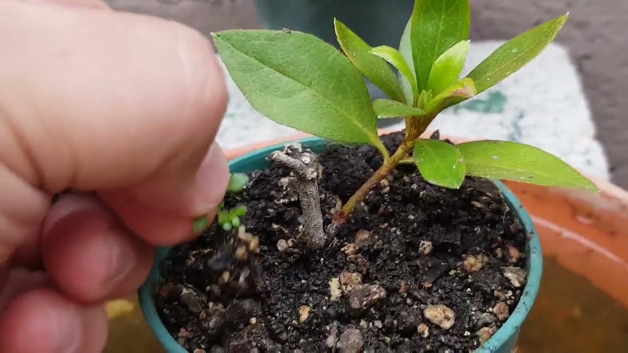 Azalea REPRODUCCION  -  Azalea REPRODUCTION