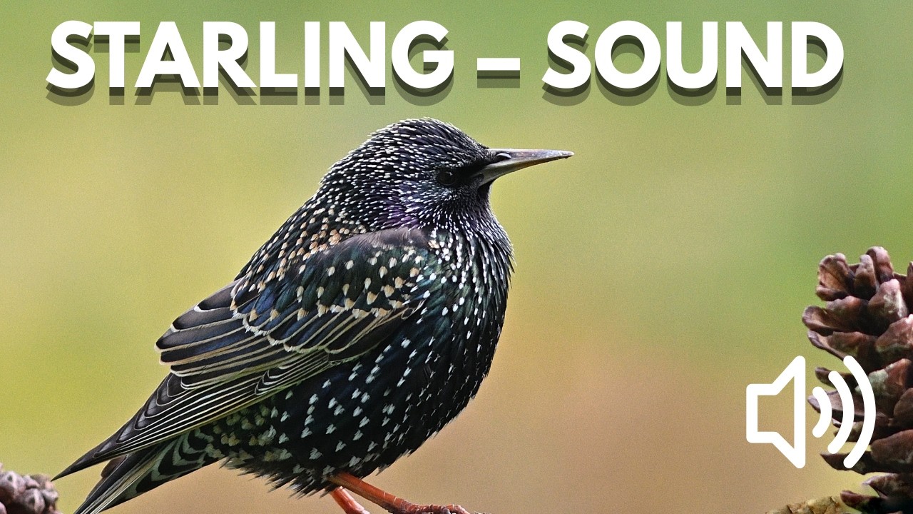Bird Sound Library | Common Starling &ndash; Bird Song & Calls (Nature Sounds)
