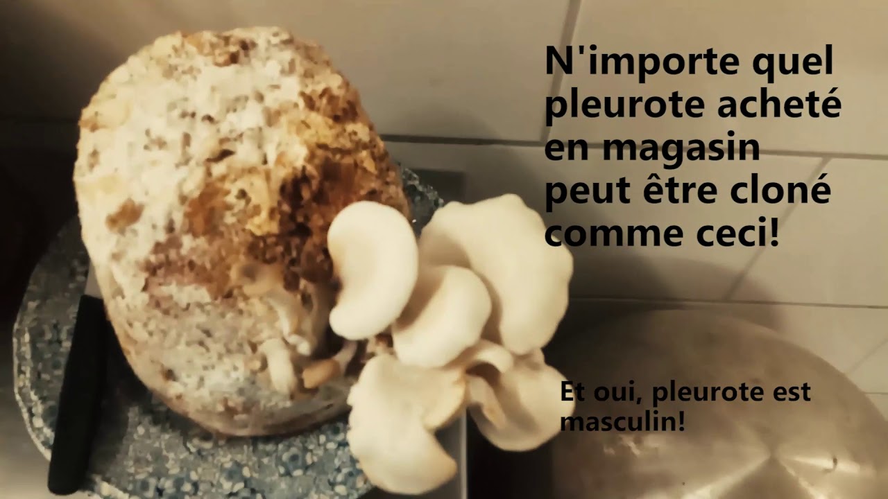 Clonage pleurote sur carton