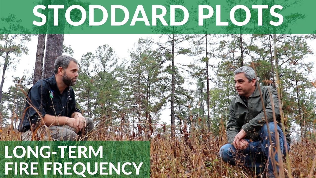 Stoddard Plots: How Varying Fire Return Intervals Affect Plant Communities Over Decades