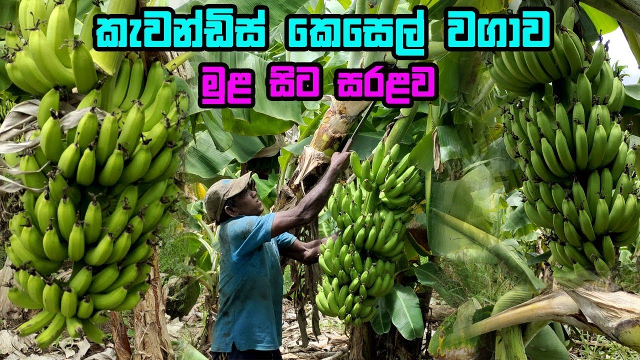 කැවඩිස් වගාවක් සාර්ථකව සිදු කරමු මුල සිට සරලව  | kawandish wagawa | cavendish banana sri lanka