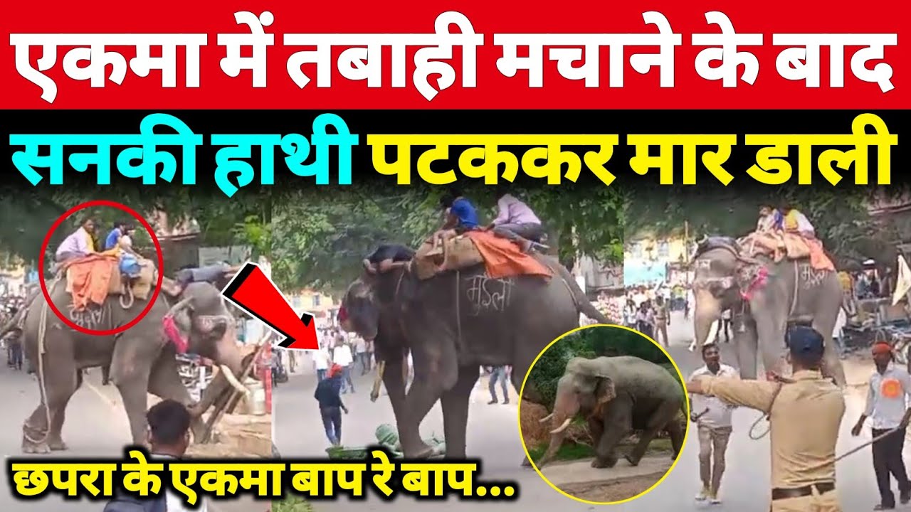 Ekma बाज़ार में तांडव मचाने के बाद सनकी हाथी, गांव में घुस गई फ़िर किया हुआ