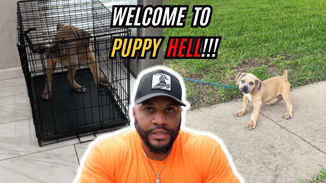 Welcome to Puppy HELL!!! (Crate & Leash Training)