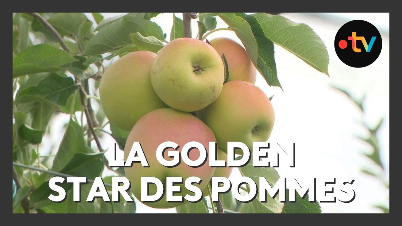 Pommes : l'heure de la récolte a sonné