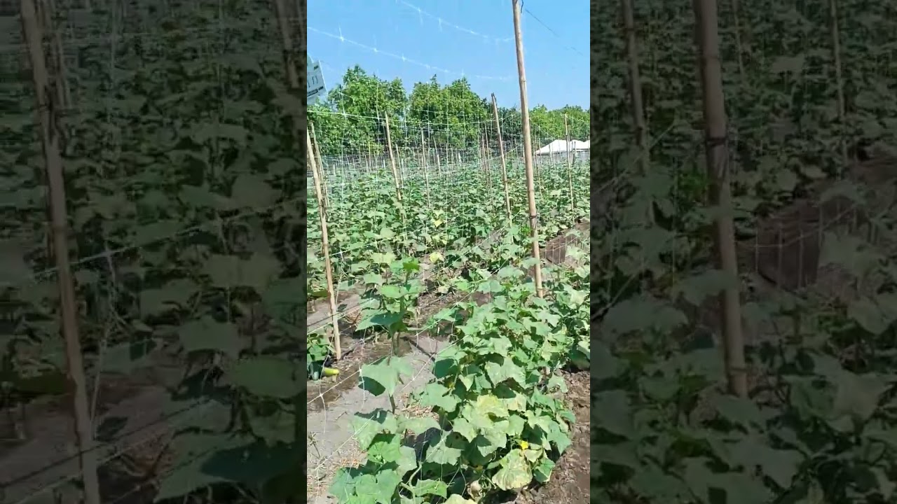 la forma m&aacute;s f&aacute;cil de tutorear las plantas de pepino #pepino #tutor #tutorial