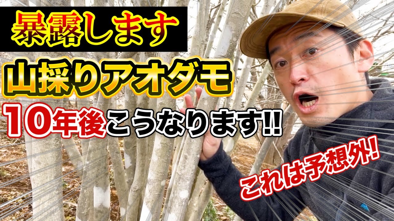 【暴露します】絶対に知っておいてほしい、10年後、山採りアオダモをお庭に植えたらどうなるのか