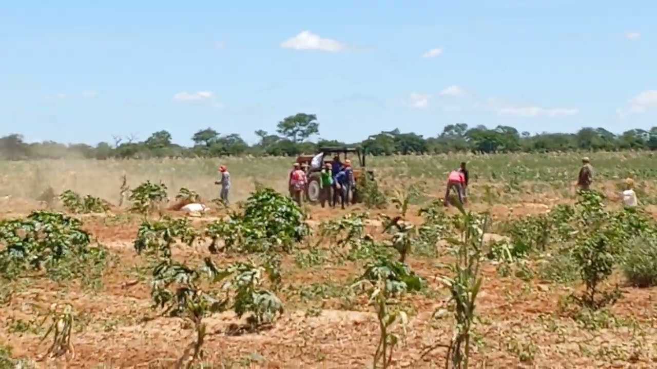 PRIMEIRA COLHEITA DE FEIJ&Atilde;O 🌱 CARIOCA 🫛 EM IREC&Ecirc; BA 🌿15/01/26!