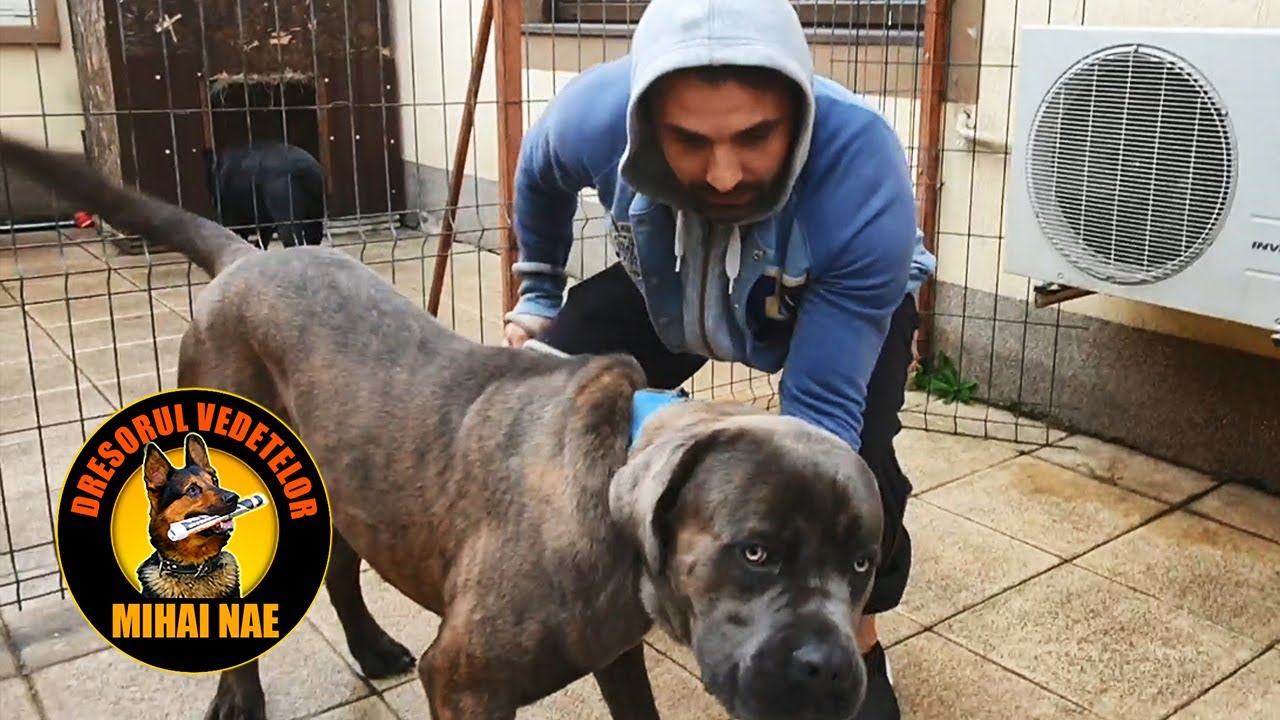 Pepe incepe antrenamentul cu cei doi Cane Corso | by Mihai Nae