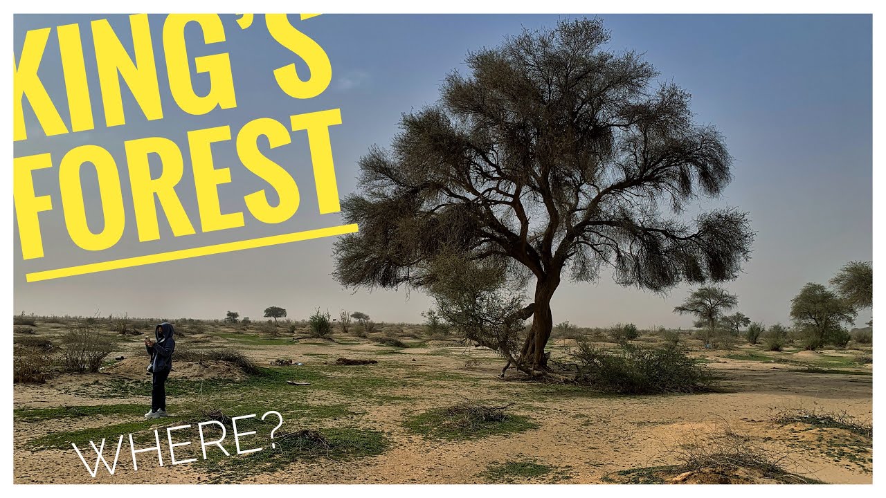 Rawdat Khuraim National Park | King’s Forest