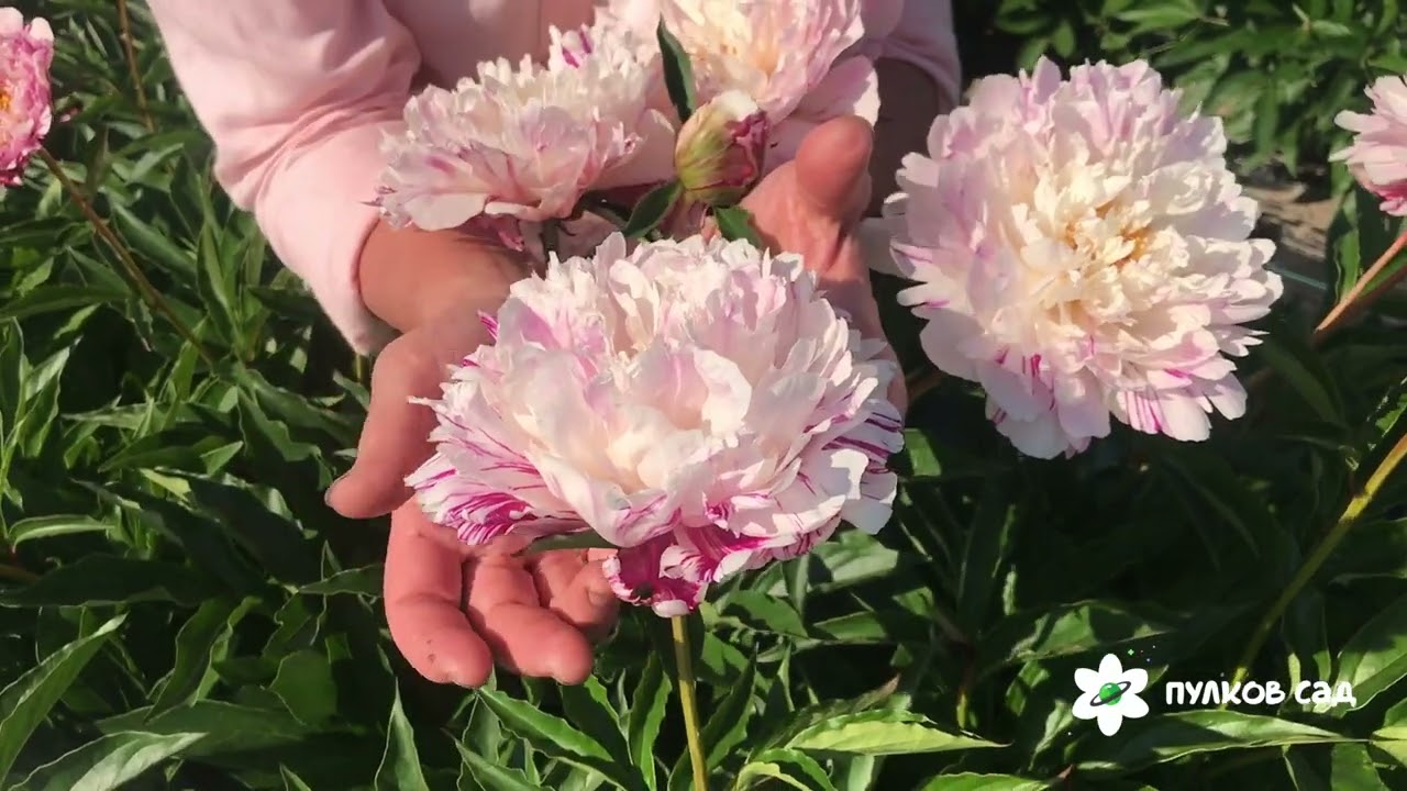Candy Stripe peony. Кэнди Страйп пион. Пулков сад (2022 г)