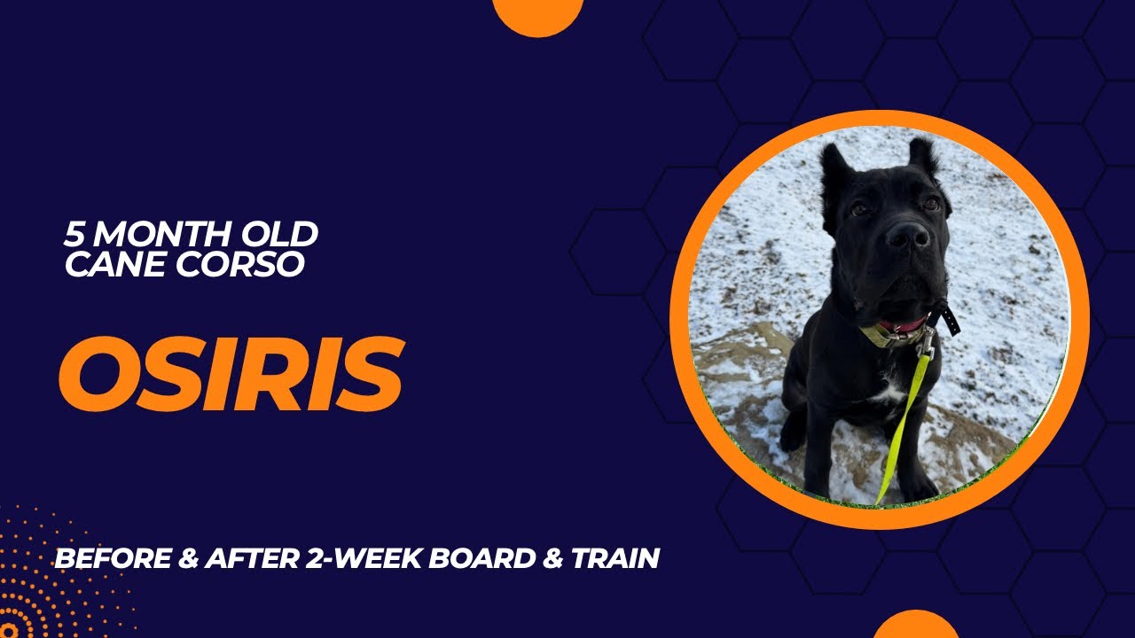 Osiris - 5 month old Cane Corso | 2-Week Board and Train | Pittsburgh