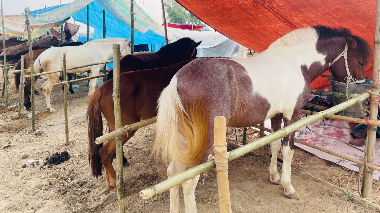 2025 গুপিনাথপুর মেলা থেকে ঘোড়া ক্রয় করুন পাইকারি মূল্যে  হাজার টাকা থেকে দেড় লক্ষ টাকা পর্যন্ত ।
