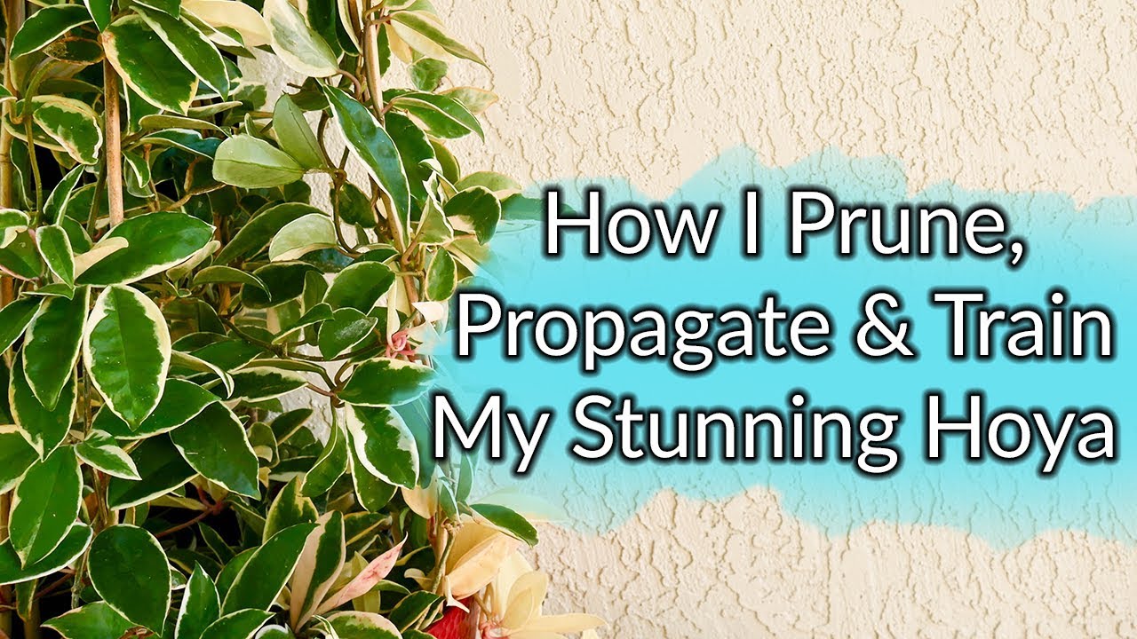 How I Prune, Propagate & Train My Hoya / Joy Us Garden