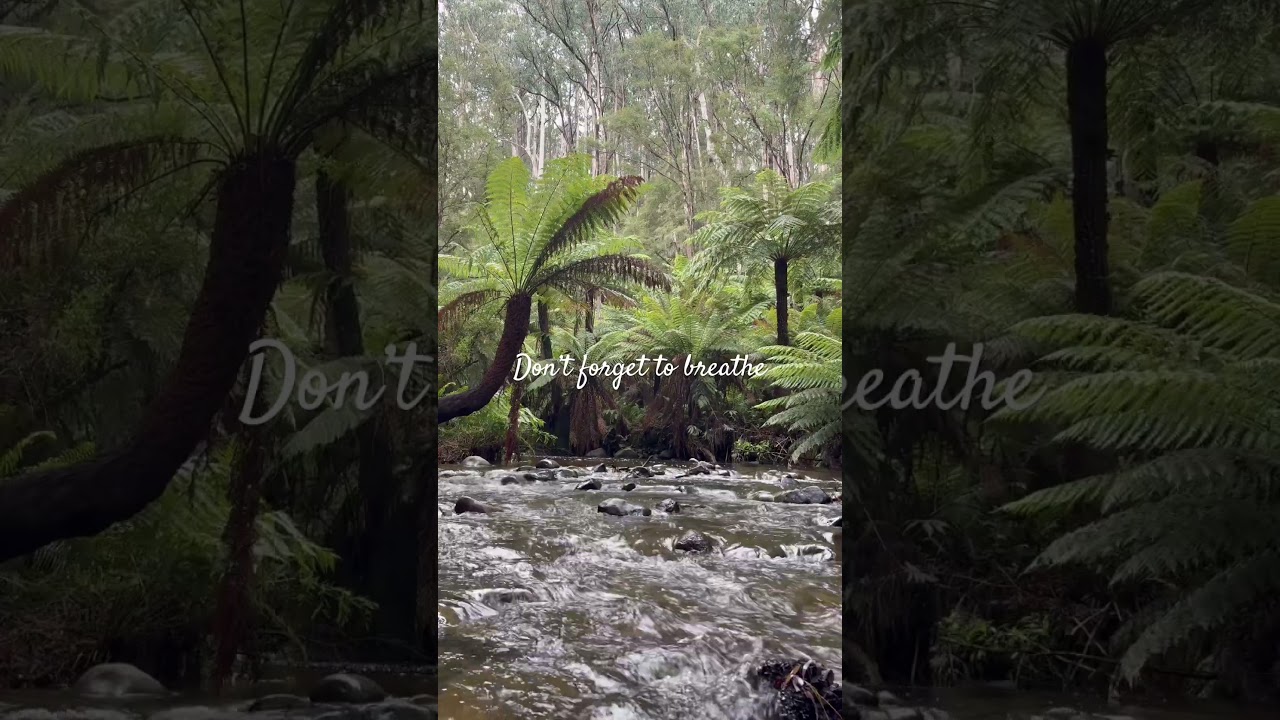 60 Second Breath With Nature 🌿 | Forest Therapy At Redwood Forest 🌳