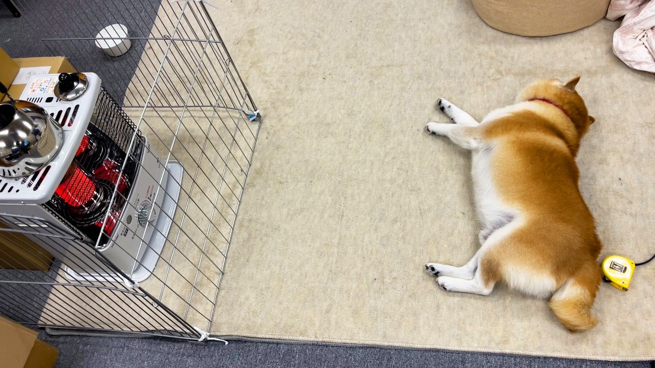 Shibe found the perfect distance from the stove