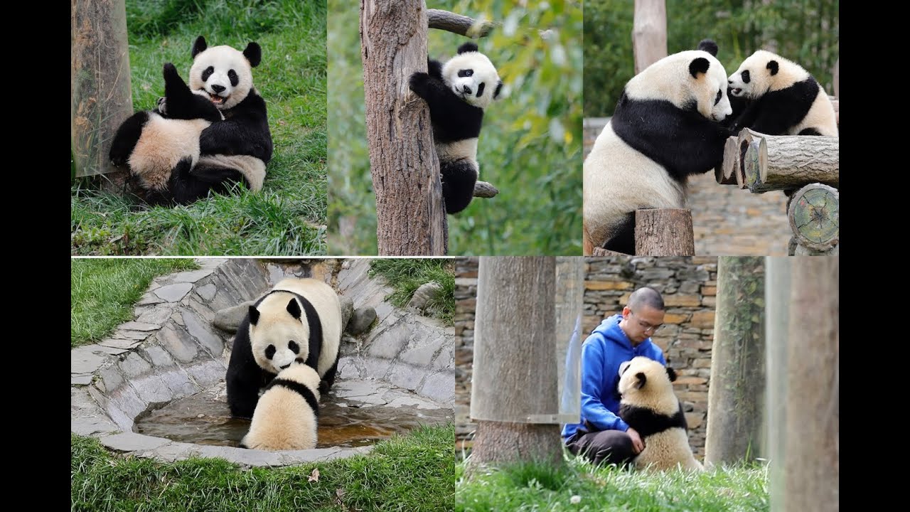 Pandacubs 爬树输给妹妹了，哥哥向奶爸告状，唐诚奶爸安慰它，妈妈却教训它