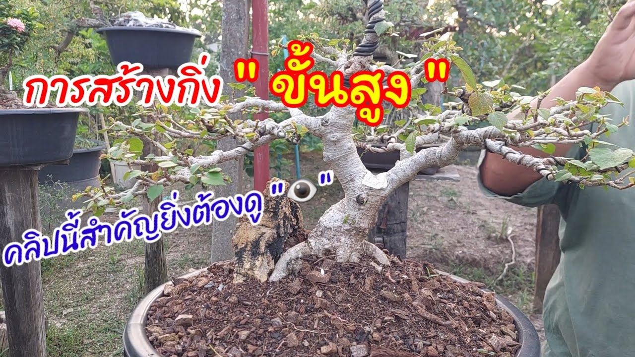 บอนไซ 👉การสร้างกิ่งอีกขั้นหนึ่งของมืออาชีพ แนะนำสำหรับมือใหม่💥 และนักสร้างงานที่ต้องการความประณีต
