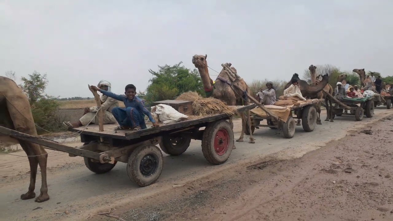 Beautiful camle Punjab Pakistan And Loud speaker