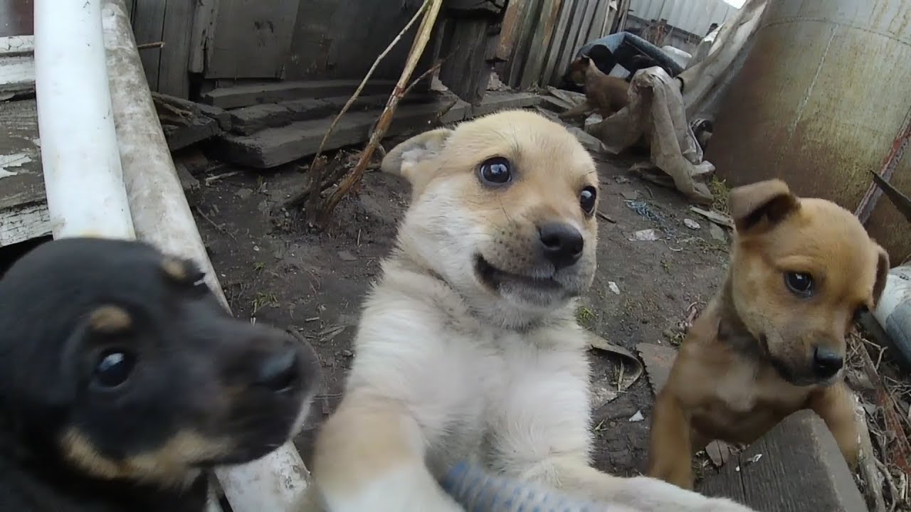 Little puppies - oh hi man
