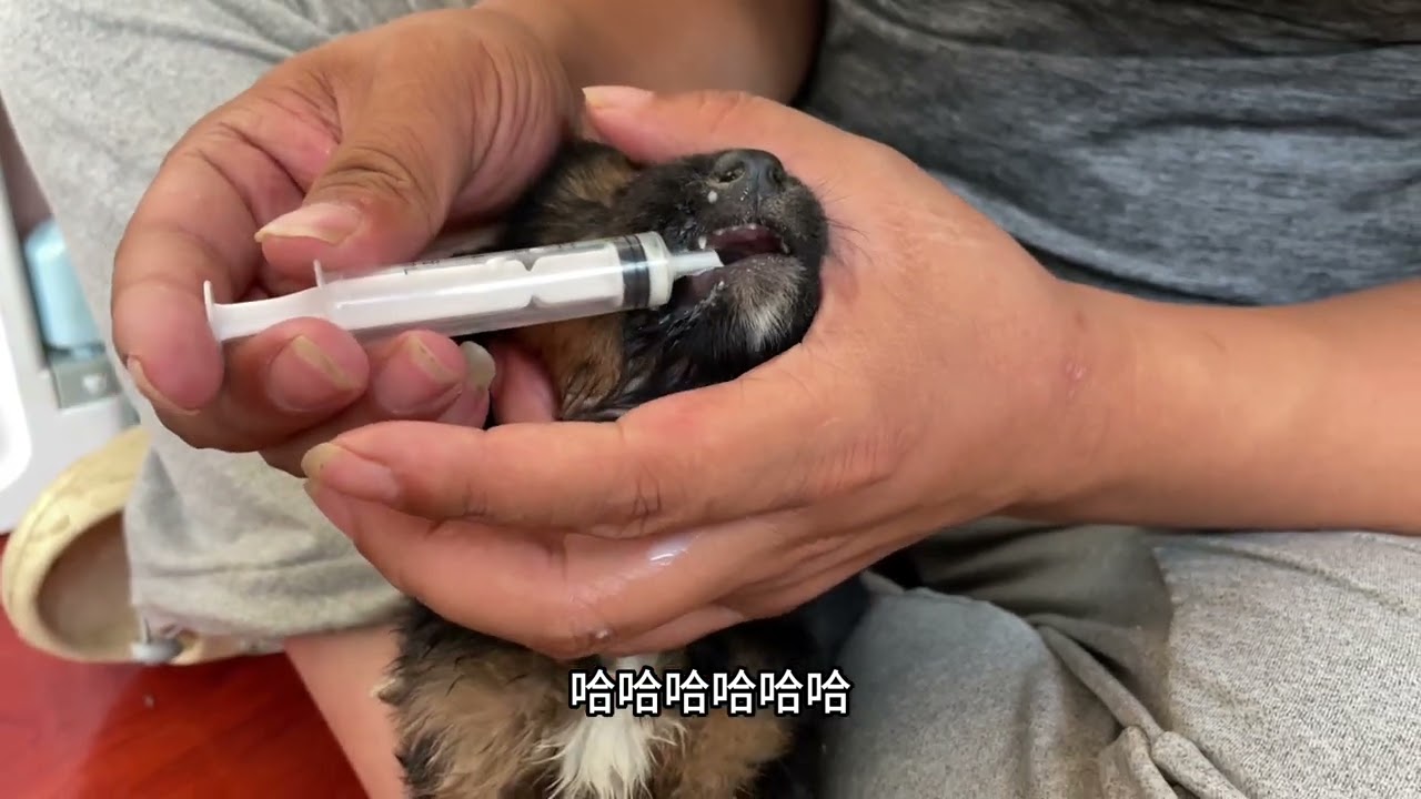 濒临死亡的小奶狗，小徐抢救一天一夜终于救了过来，激动的一刻。