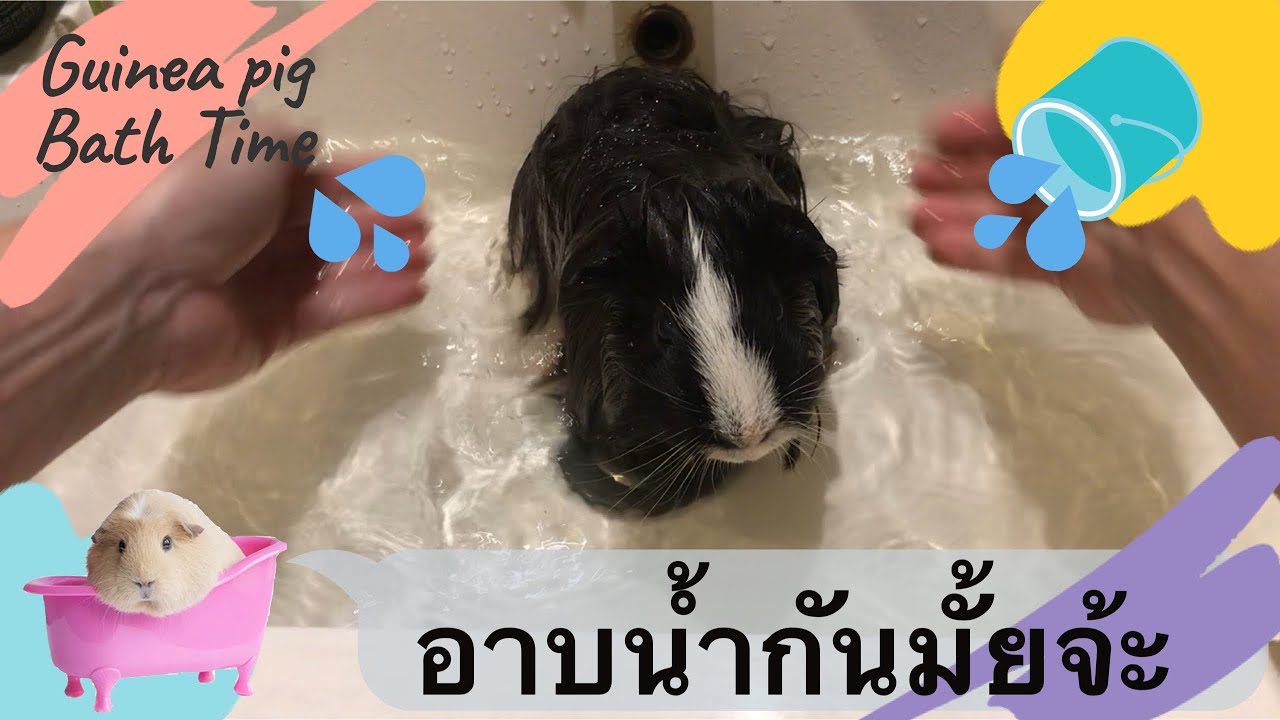 EP 14🛁 อาบน้ำให้แกสบี้ ง่ายๆ  แบบไม่ให้แกสบี้ตกใจ | Bath Guinea Pig STEP BY STEP
