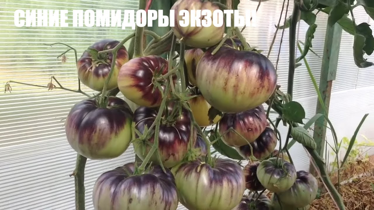 Обзор Коллекционных Экзотических Супер Сортов Томатов Из Личной Коллекции2021.