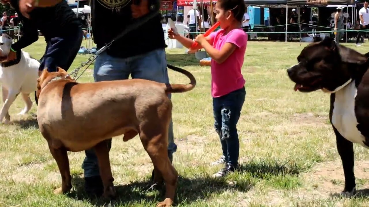 USBR Cinco de mayo BULLY show 2022