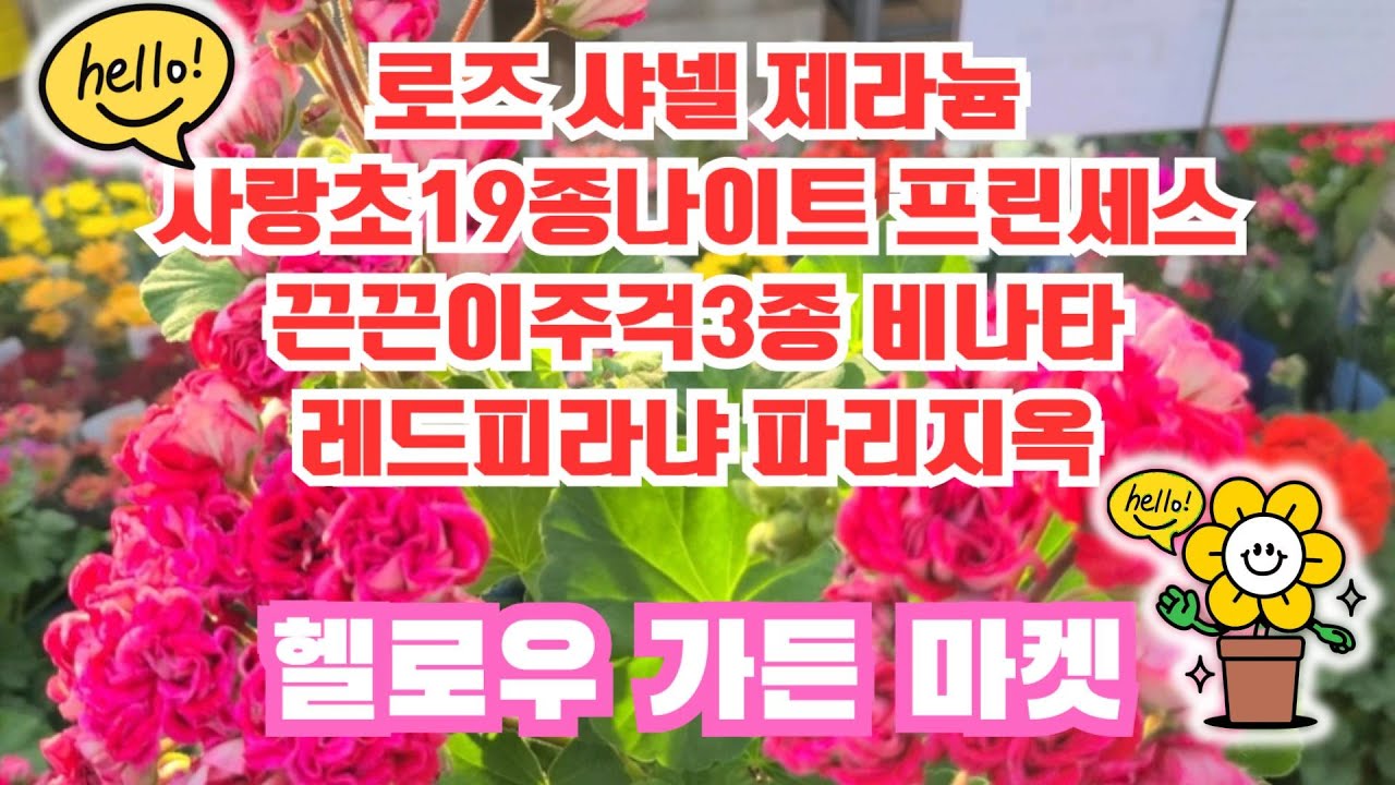 헬로우가든마켓🌳로즈샤넬 제라늄#사랑초19종 퍼구소니아,나이트프린세스,쓰리칼라,임브리카타 텔로스#아글라오네마 핑크버터플라이,할리퀸,우돔삽#끈끈이주걱3종토카이엔시스#레드피라냐파리지옥🌳