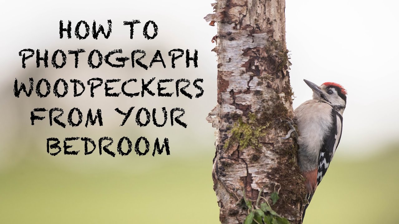 How to MAKE a PERCH and attract WOODPECKERS to your GARDEN!
