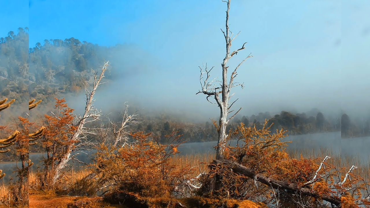 Visitamos el Sendero Cinco Lagunas, en Villa Pehuenia, Patagonia Argentina