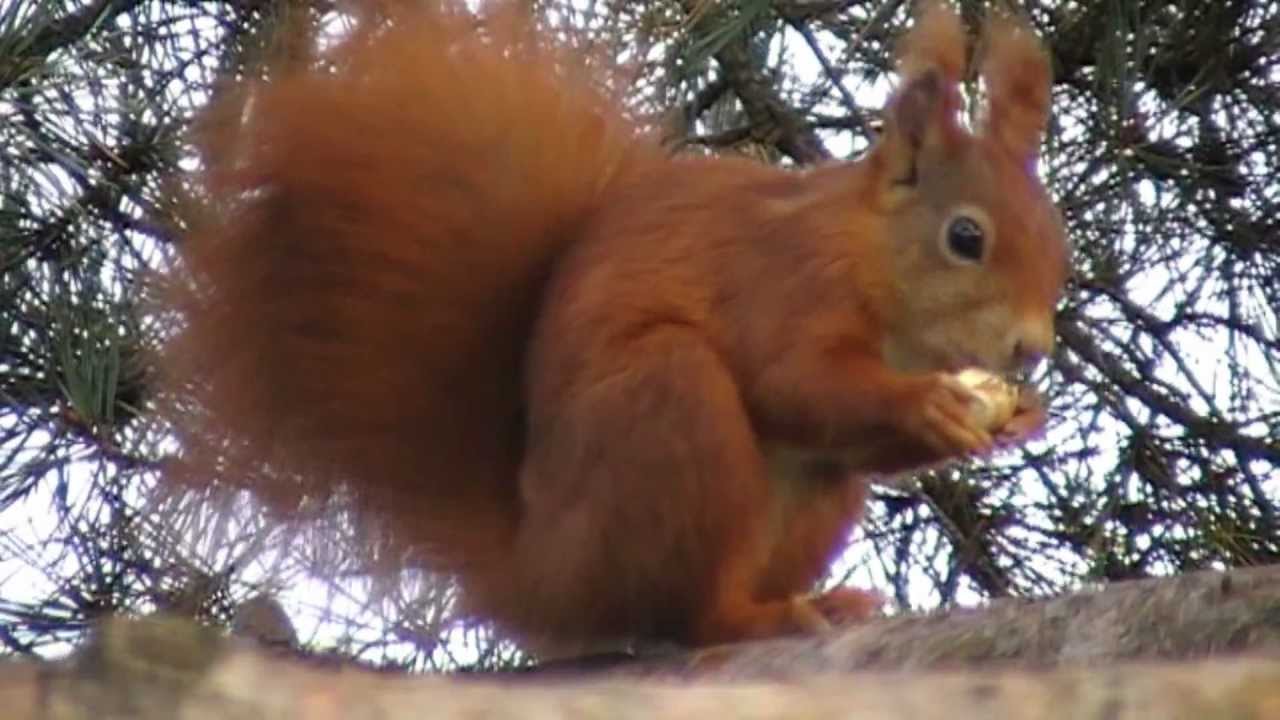 2 Squirrels in a wild chase