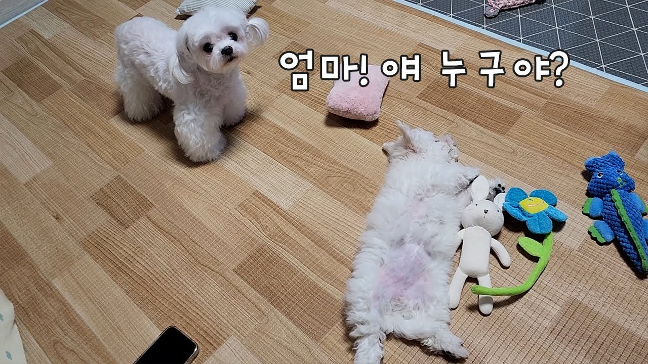 넌 누구니?? 설마 넷째???