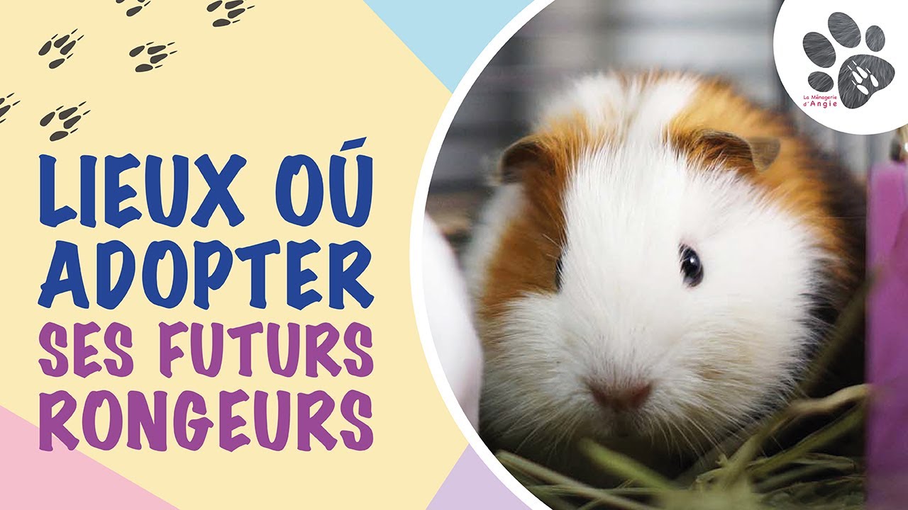 Où Adopter Ses Rongeurs ? (Gerbille, Rat, Souris, Hamster, Octodon, Chinchilla...)