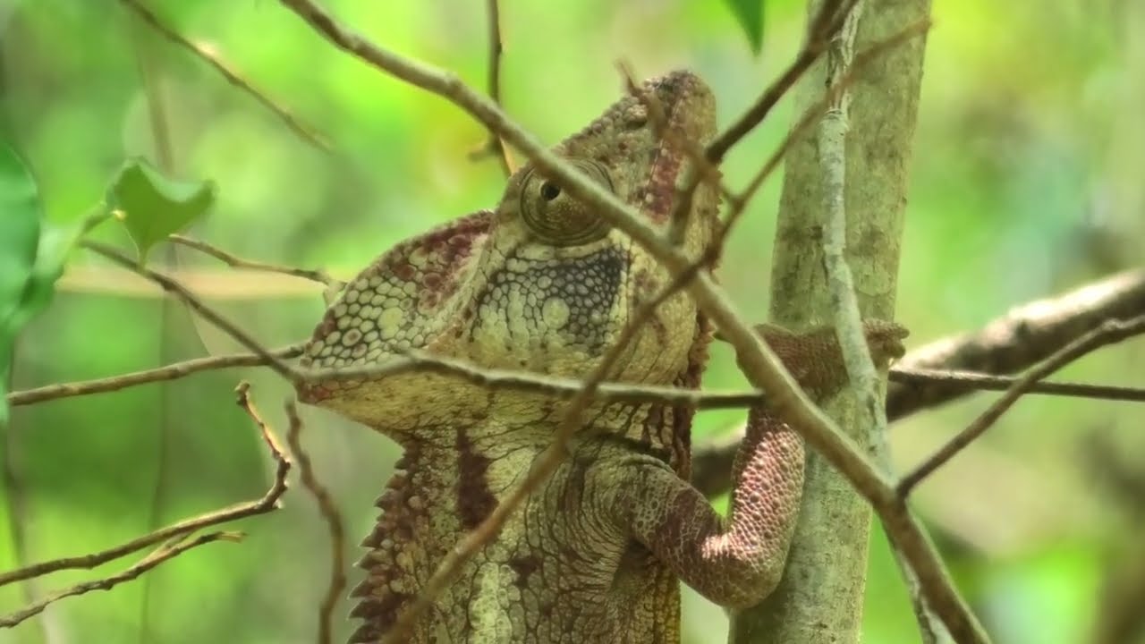 Madagascar 2024 Part 4