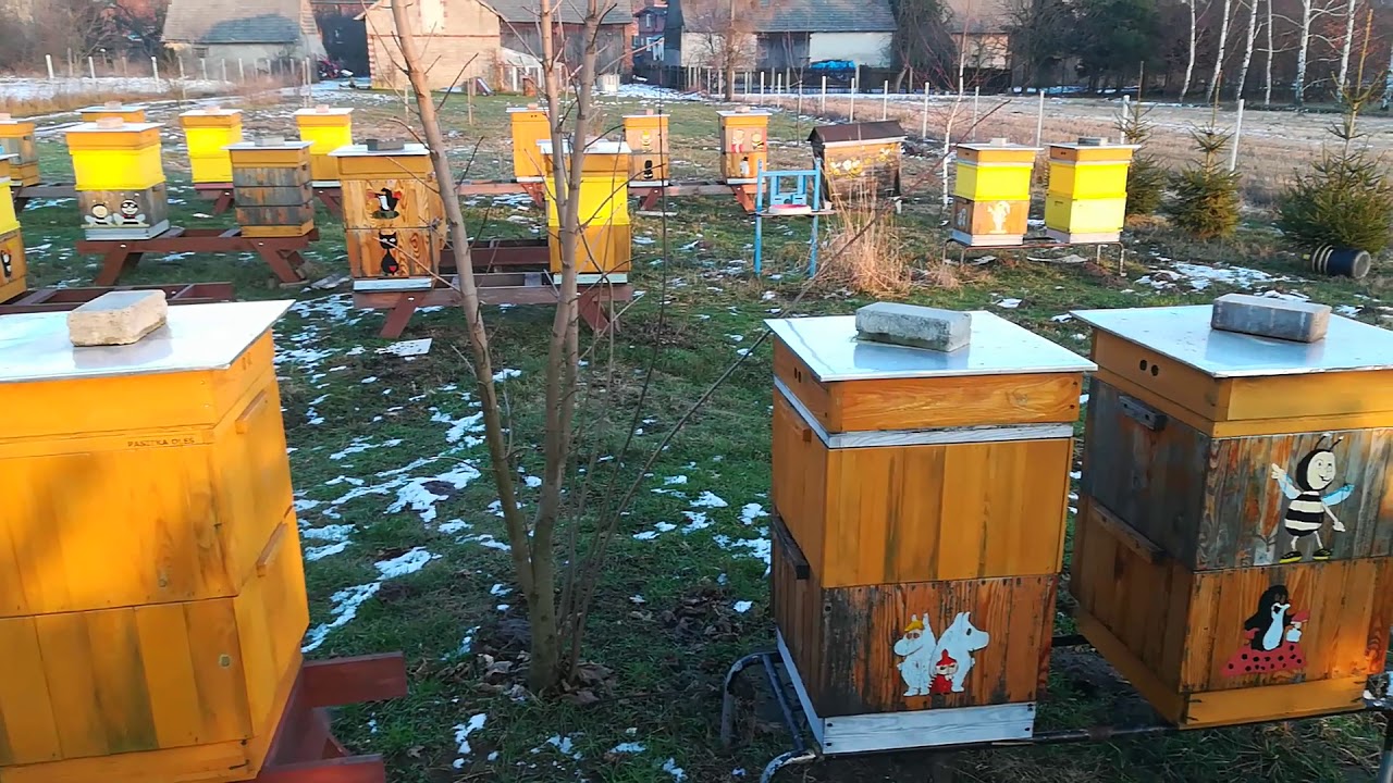 Zimowla moich pszcz&oacute;ł ( bez ciasta).