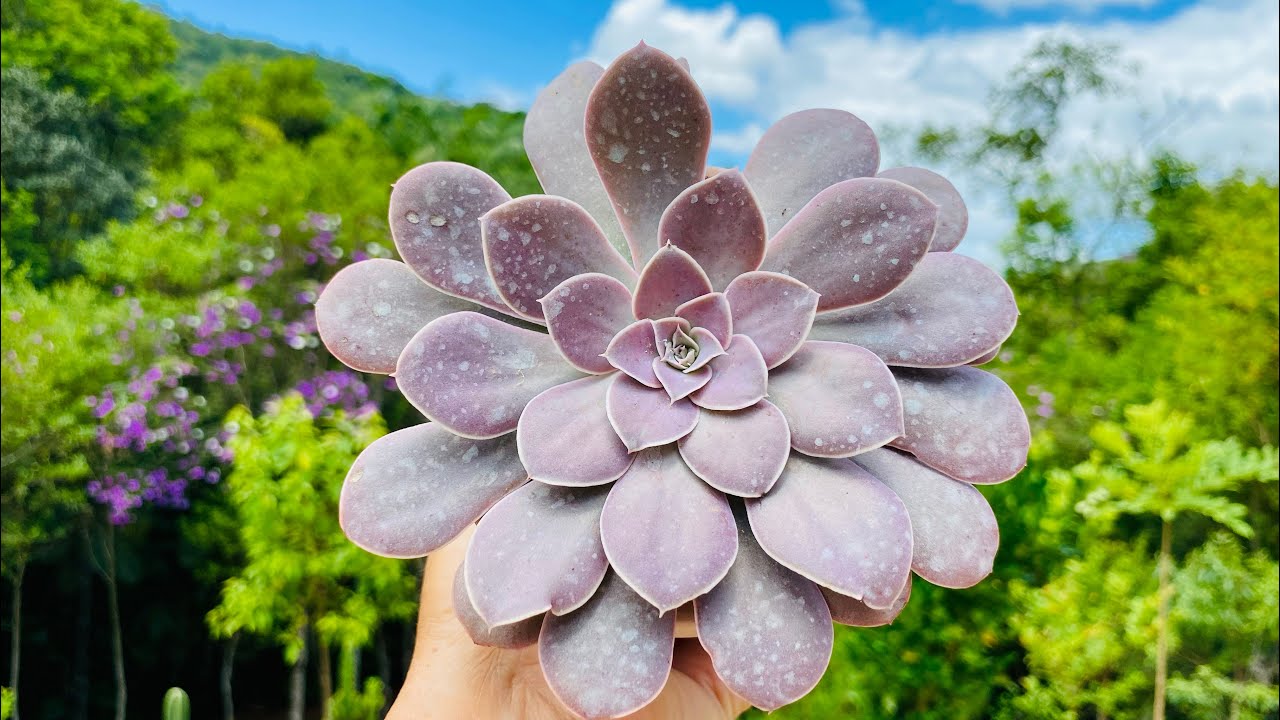 10 SUCULENTAS DE CRESCIMENTO ACELERADO, enchem vasos ultra rápido e invadem jardins